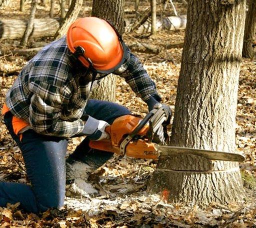 Tree Removal in Culloden, WV